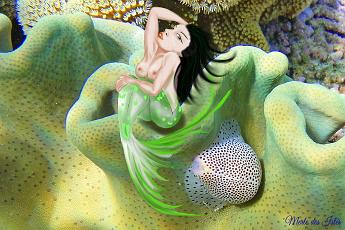 Mermaid Leona Mermaid on soft coral with a Umbilical Egg Shell Calpurnus verrucosus