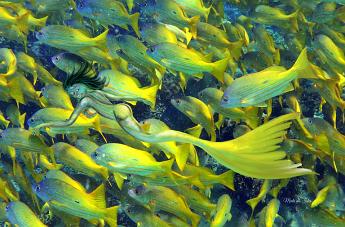 Hidey Mermaid Mermaid blending in with a school of yellow snappers Lutjanus fulviflamma
