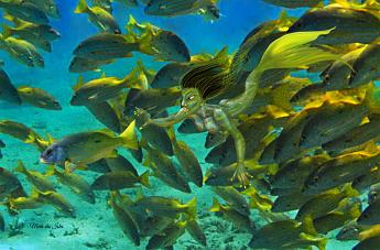 Snapper Mermaid Mermaid blending in with a school of yellow snappers Lutjanus fulviflamma