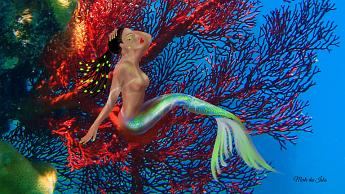 Mermaid Perch Mermaid perched on a sea fan